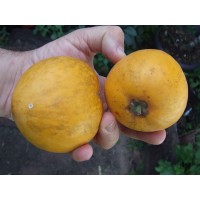 Yellow Sapote