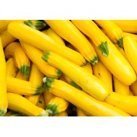 Yellow Squash