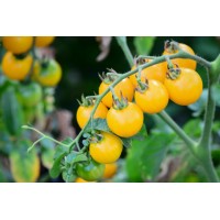 Yellow Tomato