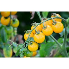 Yellow Tomato