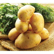 Yukon Gold Potato
