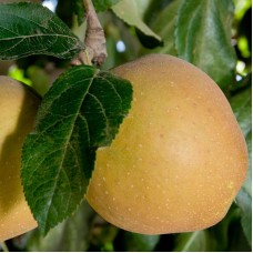 Zabergay Reinette Apple