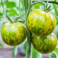 Zebra Tomato