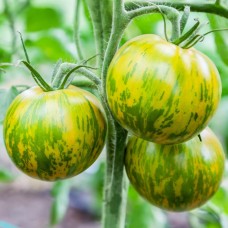 Zebra Tomato
