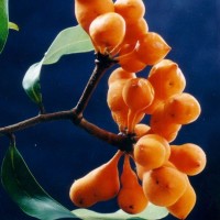 Zigzag Vine Fruit