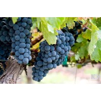Zinfandel Grape