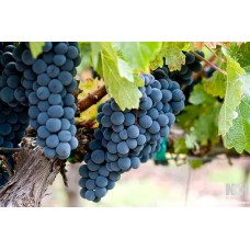Zinfandel Grape