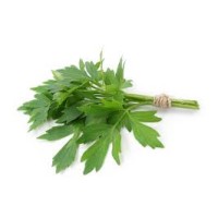 Lovage