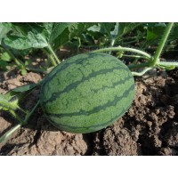 Sugar Baby Watermelon